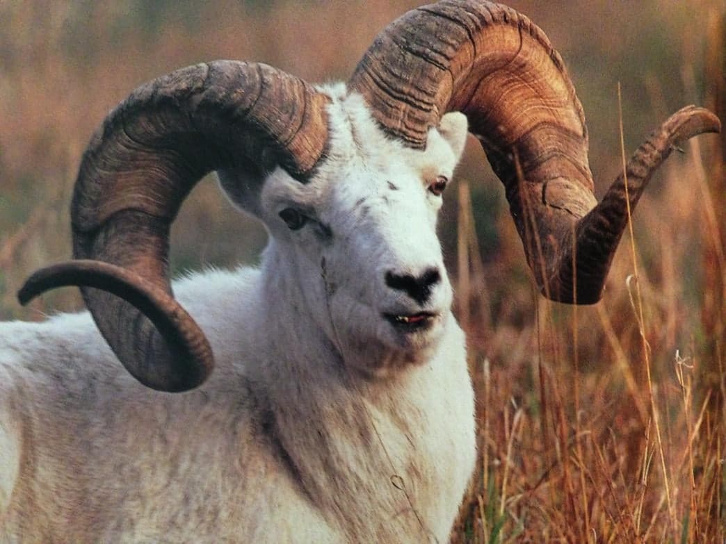 Dall sheep ram with full curl horns standing in dry alpine grass