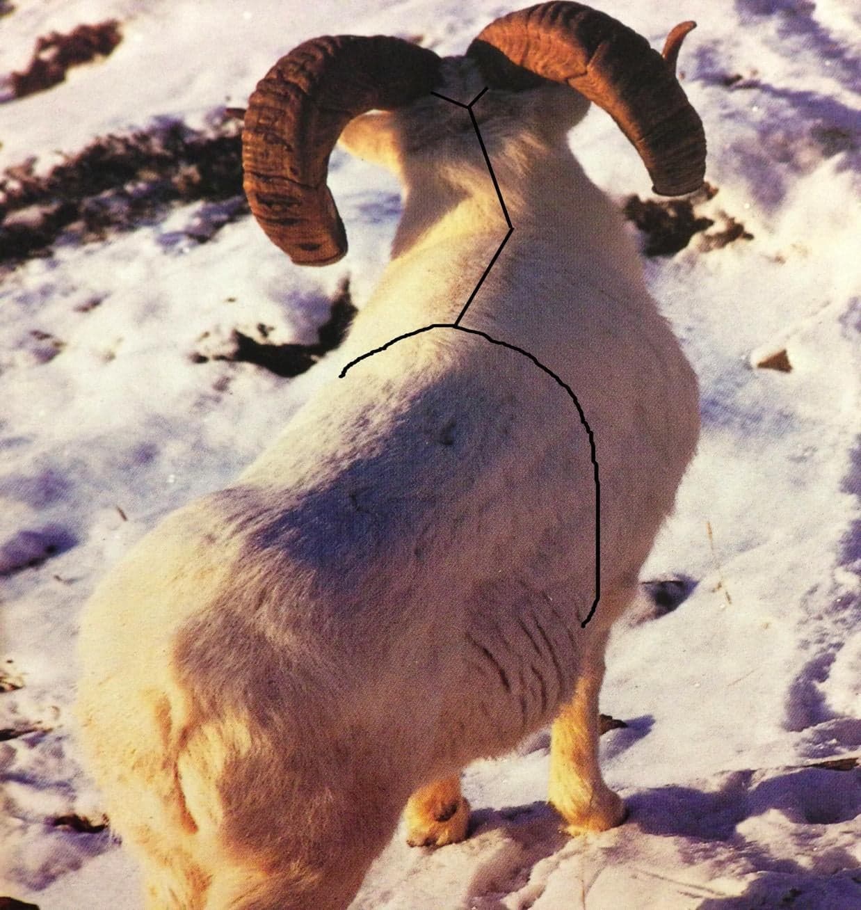 Photograph of a Dall ram from behind with black lines drawn on the cape showing the Y-cut behind the horns and the dorsal/shoulder caping incision running down the back