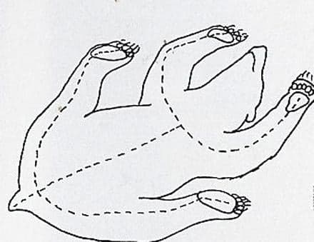 Line drawing of a sheep on its back viewed from below, with dashed lines showing the belly cut pattern: a center incision running from tail to brisket, looping around the genitals, with cuts extending out along the inside of each leg to the hooves