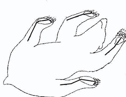 Photograph of a Dall ram from behind with a black line drawn down the center of its back from between the horns all the way to the tail, illustrating the dorsal cut