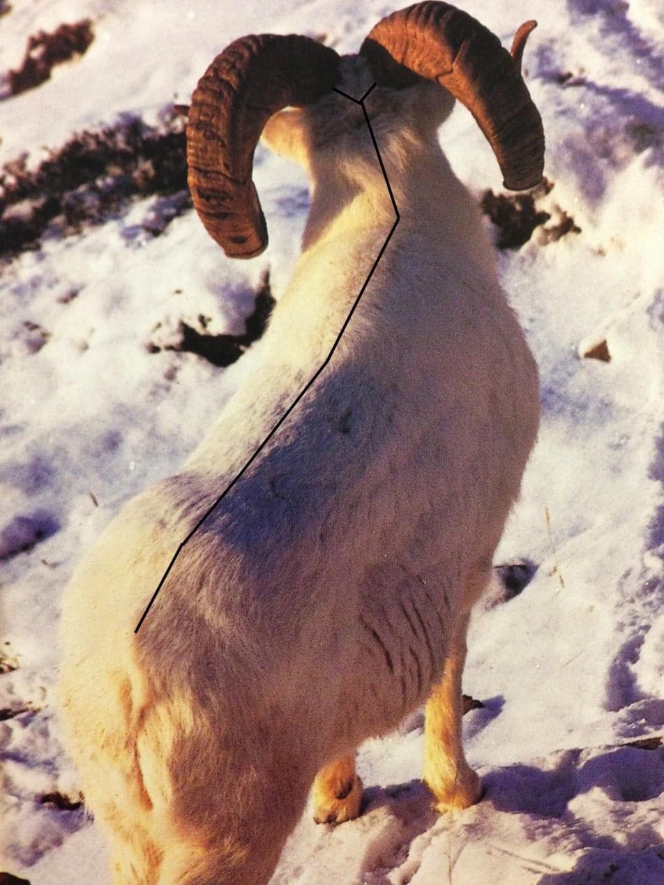 Line drawing of a sheep laid out flat on its belly viewed from above, showing the dorsal cut pattern with a center line down the back and cuts extending along the back of each leg to the hooves