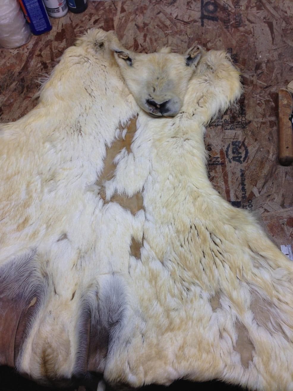 Photograph of a Dall sheep cape laid hair-side up on an OSB board with visible bare patches where hair has slipped, showing bacterial damage to the hide