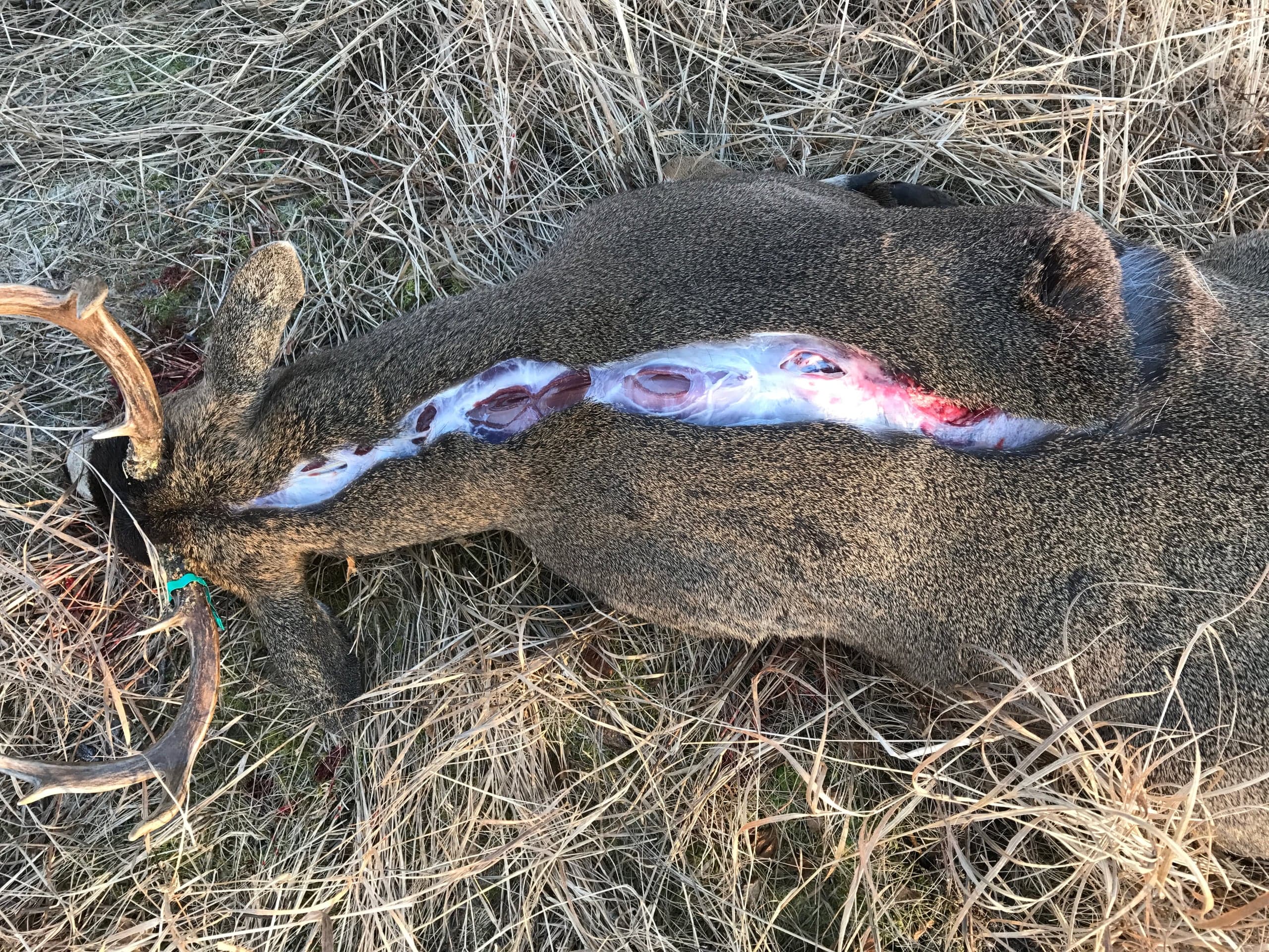 Antlered deer lying on dry grass, viewed from above, with a long straight incision running down the center of the back of the neck exposing pale subcutaneous tissue and some red flesh.