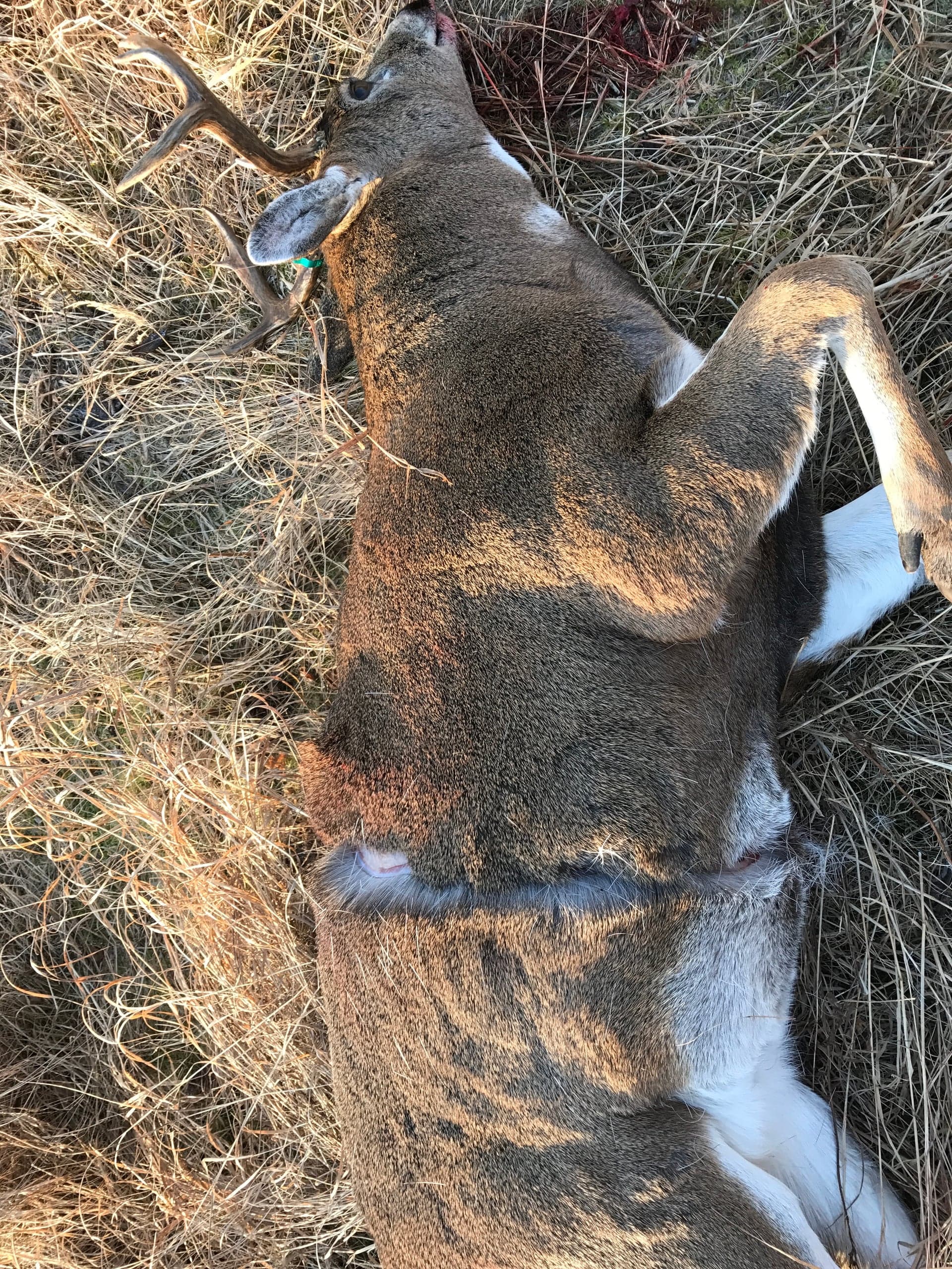 Whitetail buck lying on its side in dry grass, with a circumferential cut visible around the body behind the front shoulder area.