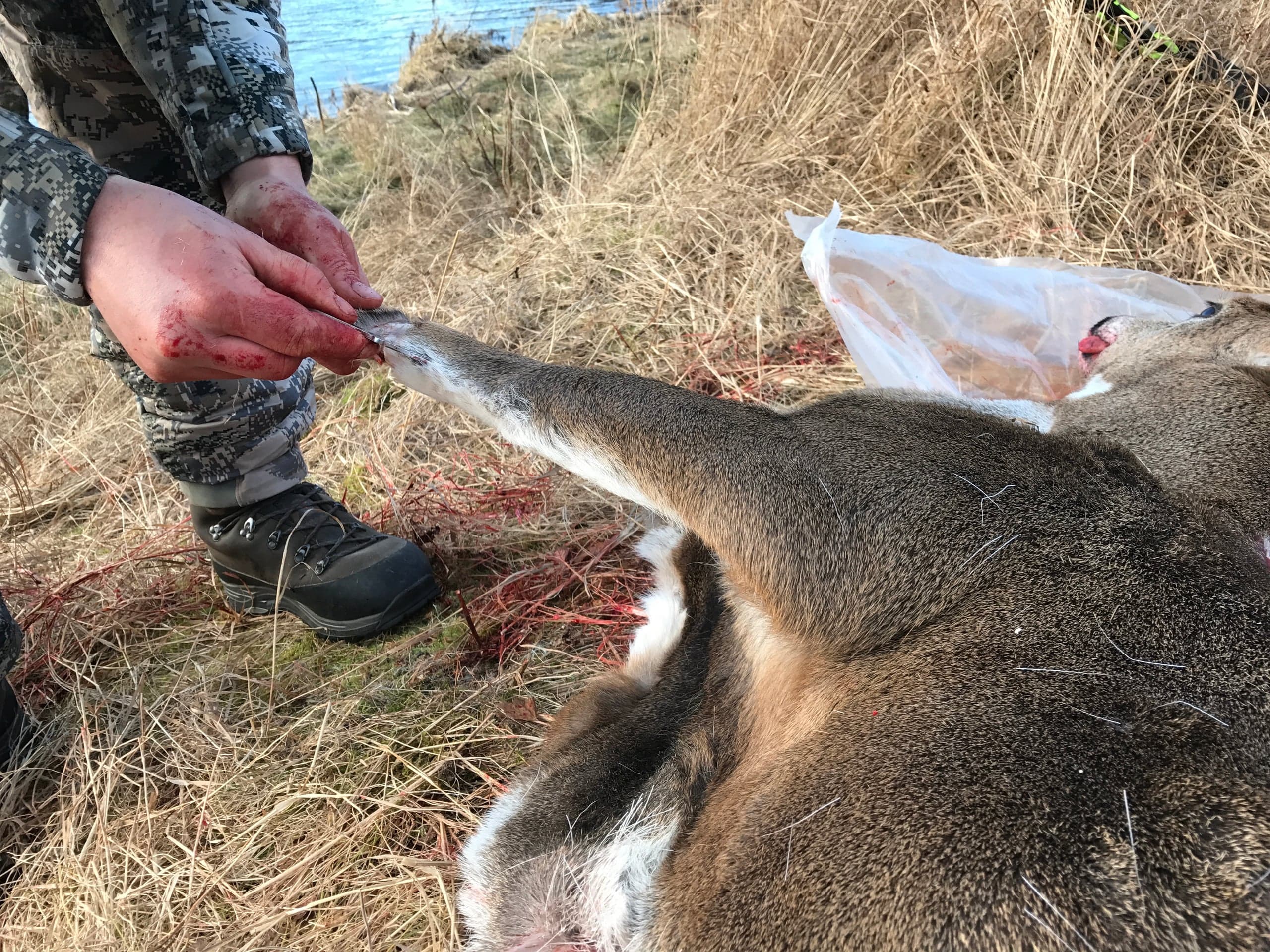 Hunter in camouflage gripping the lower foreleg of a deer carcass lying on dry grass near water; a white plastic bag is visible behind the deer.