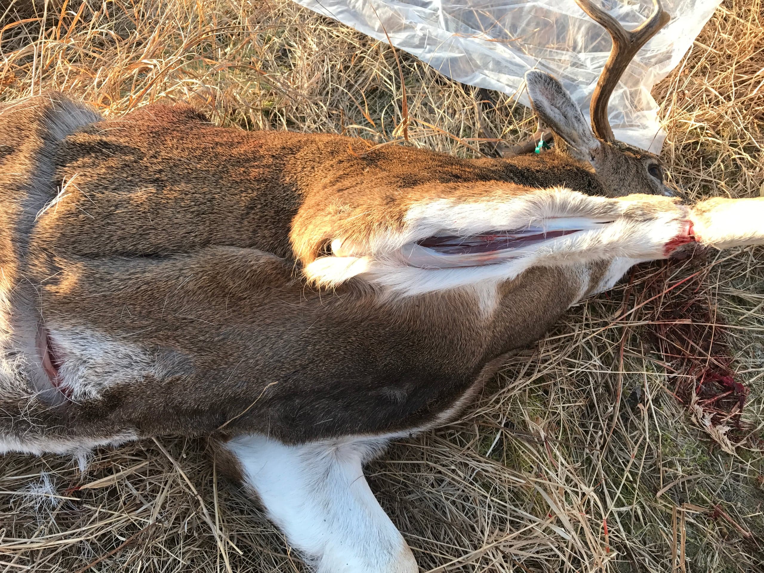 Whitetail buck lying on dry grass with a fresh incision running along the underside of the front leg/brisket, antler and ear visible at right, plastic tarp in background.