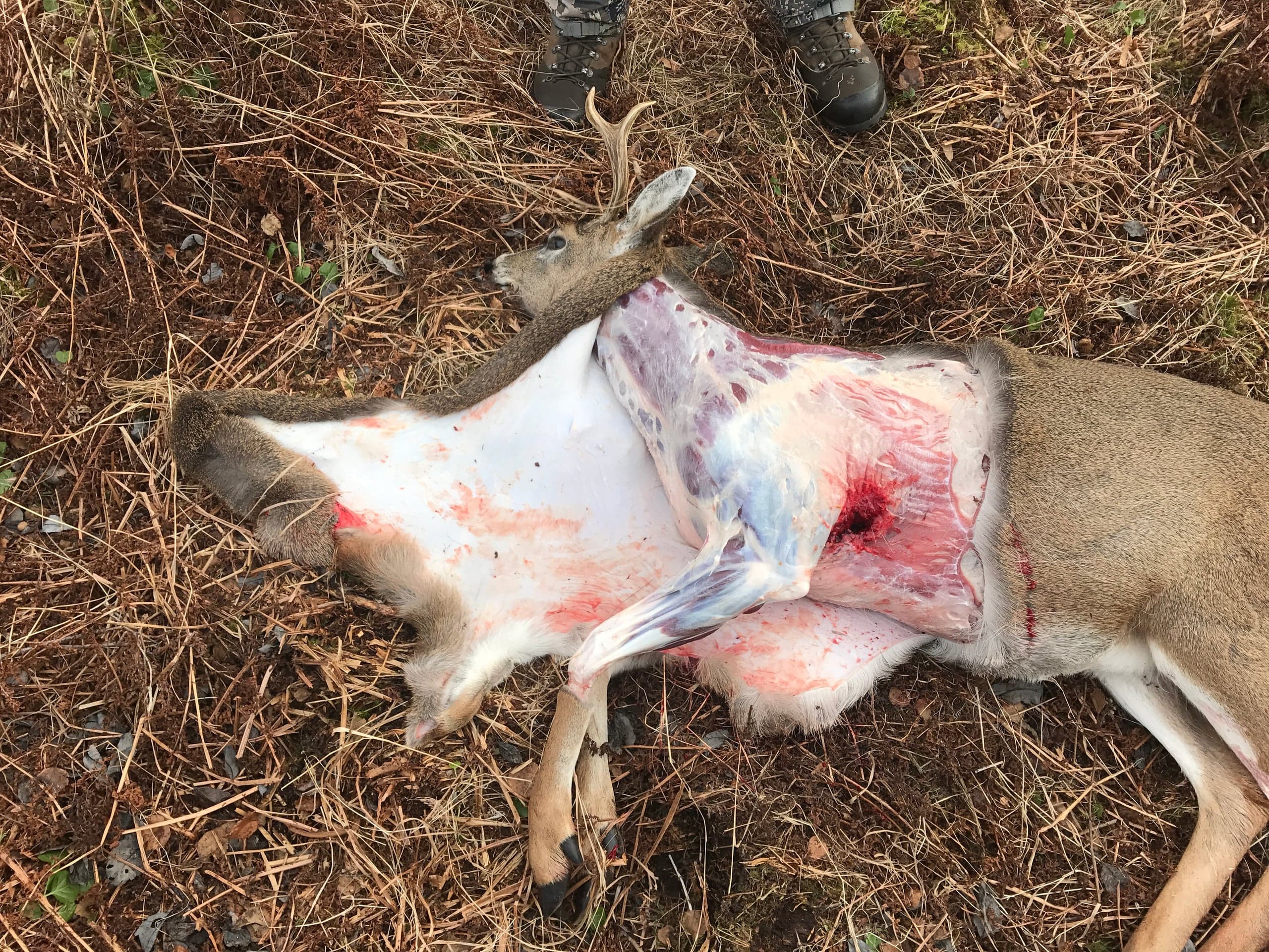 Field photo of a deer lying on dry grass and forest debris, with the cape skinned back from the body up toward the base of the head, exposing the underlying carcass; a hunter's boots are visible at the top of the frame.