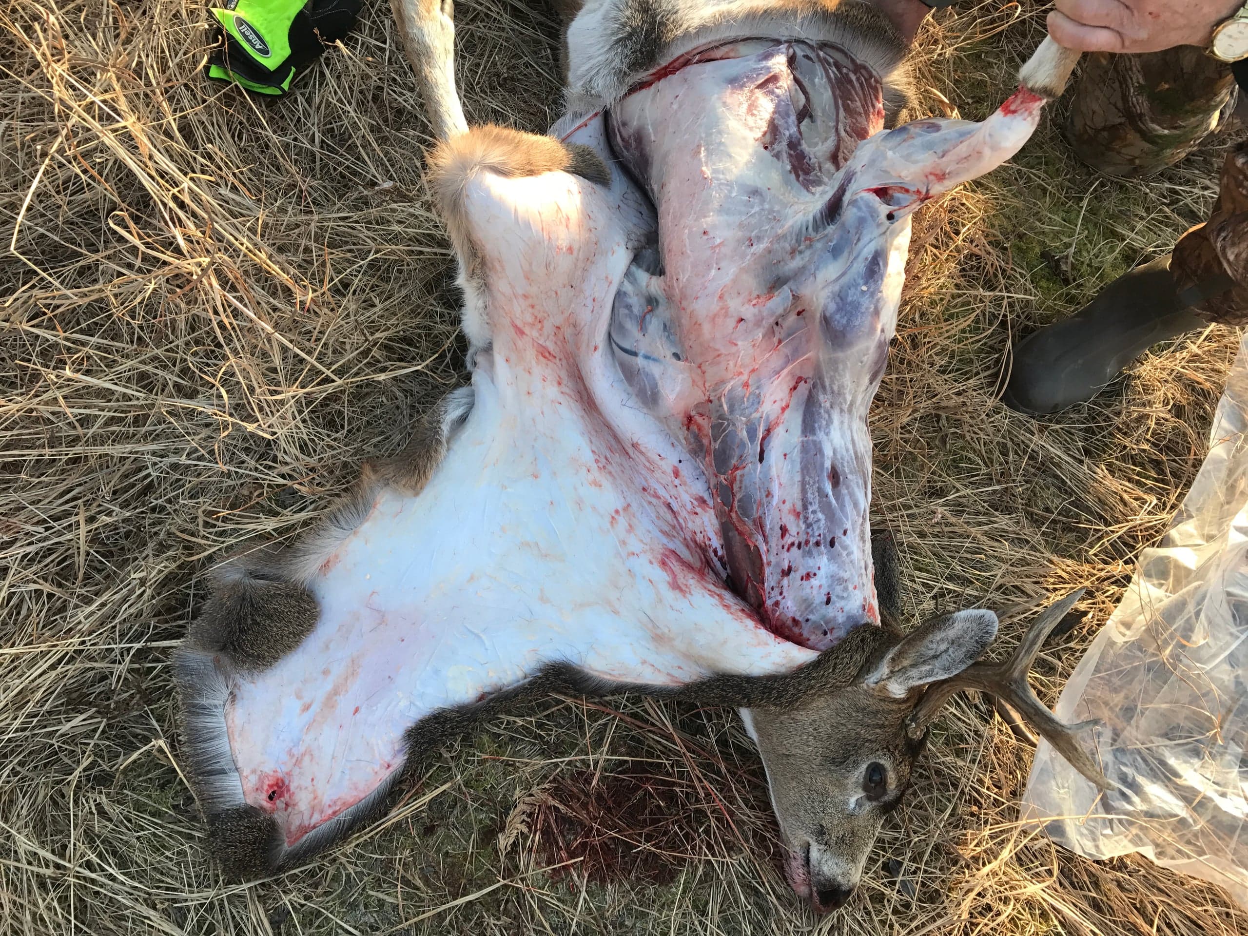 Overhead view of a deer carcass laid on dry grass, with the hide partially skinned back from the body and rear legs, exposing the inner side of the cape; the deer's antlered head rests at the lower right next to a plastic bag, and a person's boot is visible at the right edge.