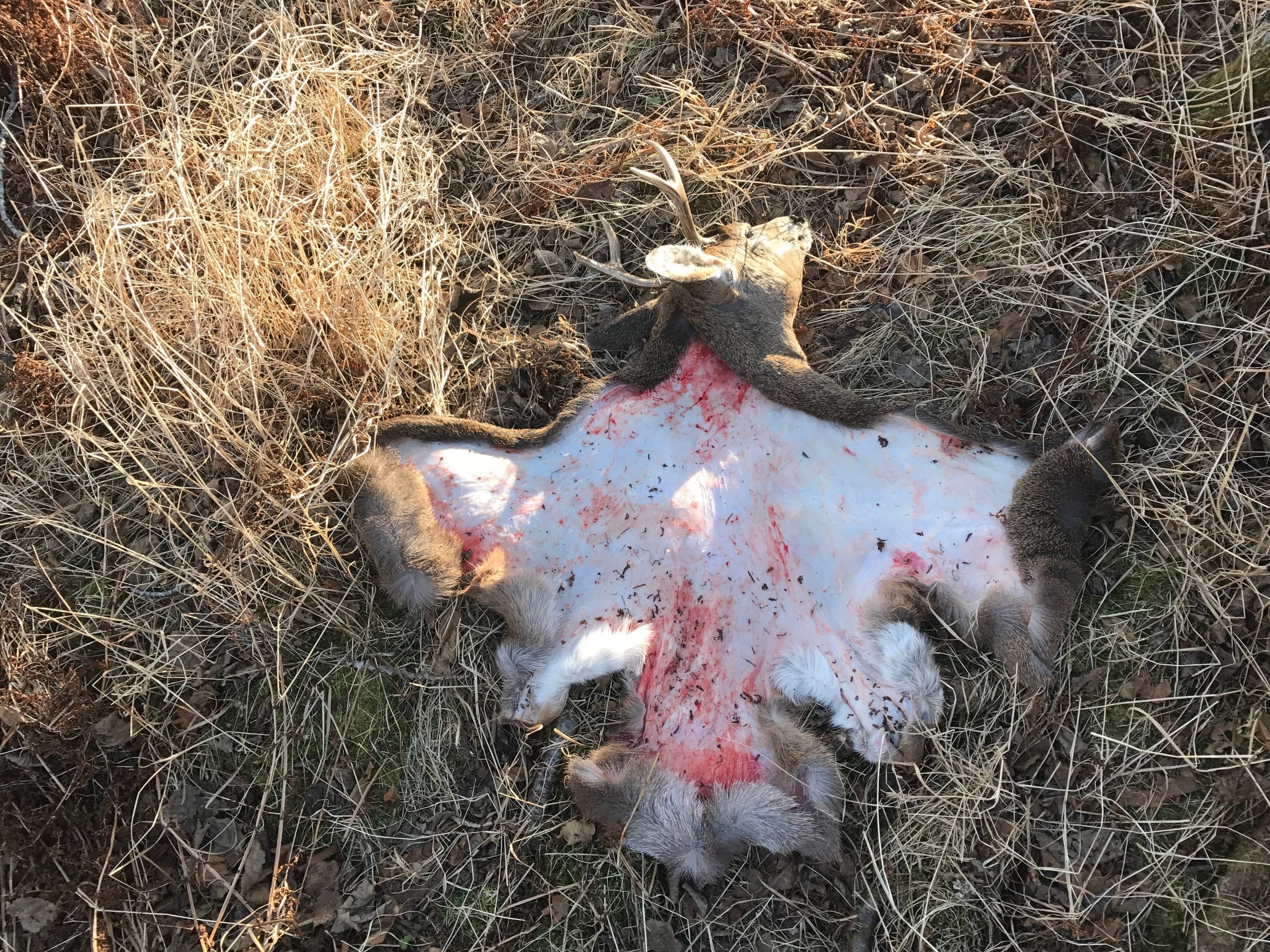 Deer cape laid out flesh-side up on dry grass and brush, with the antlered head still attached at the top; hide is white with red blood smears.
