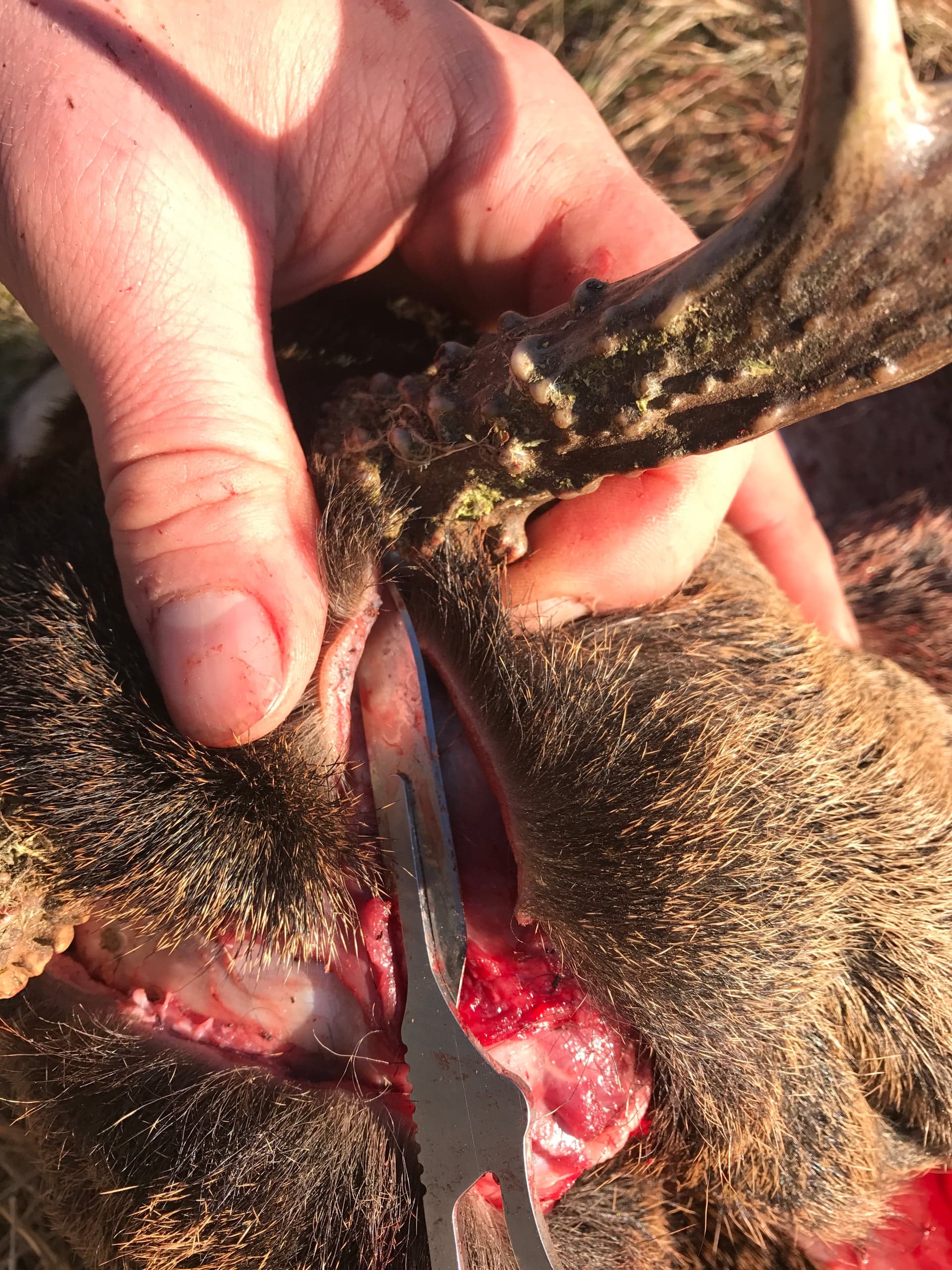 Two side-by-side photos of a deer/antlered animal's head; left shows a hand holding an antler base while a knife makes an incision along the hairline, right shows the resulting Y-shaped cut on the top of the head between the antler bases with exposed flesh.