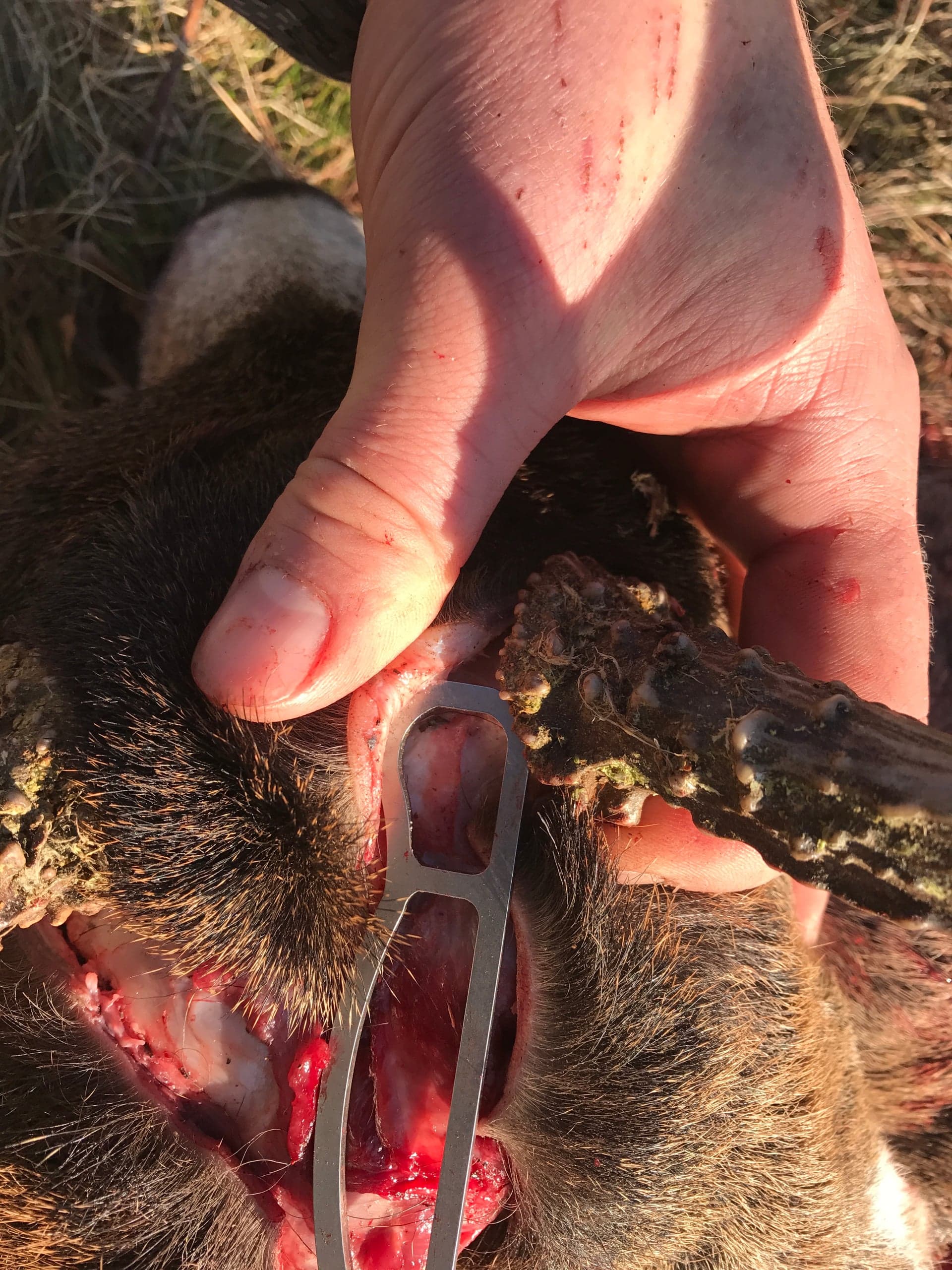 Close-up of a hand using a metal pry tool at the base of an antler/horn on a dark-haired animal's skull, working to separate skin from the base.
