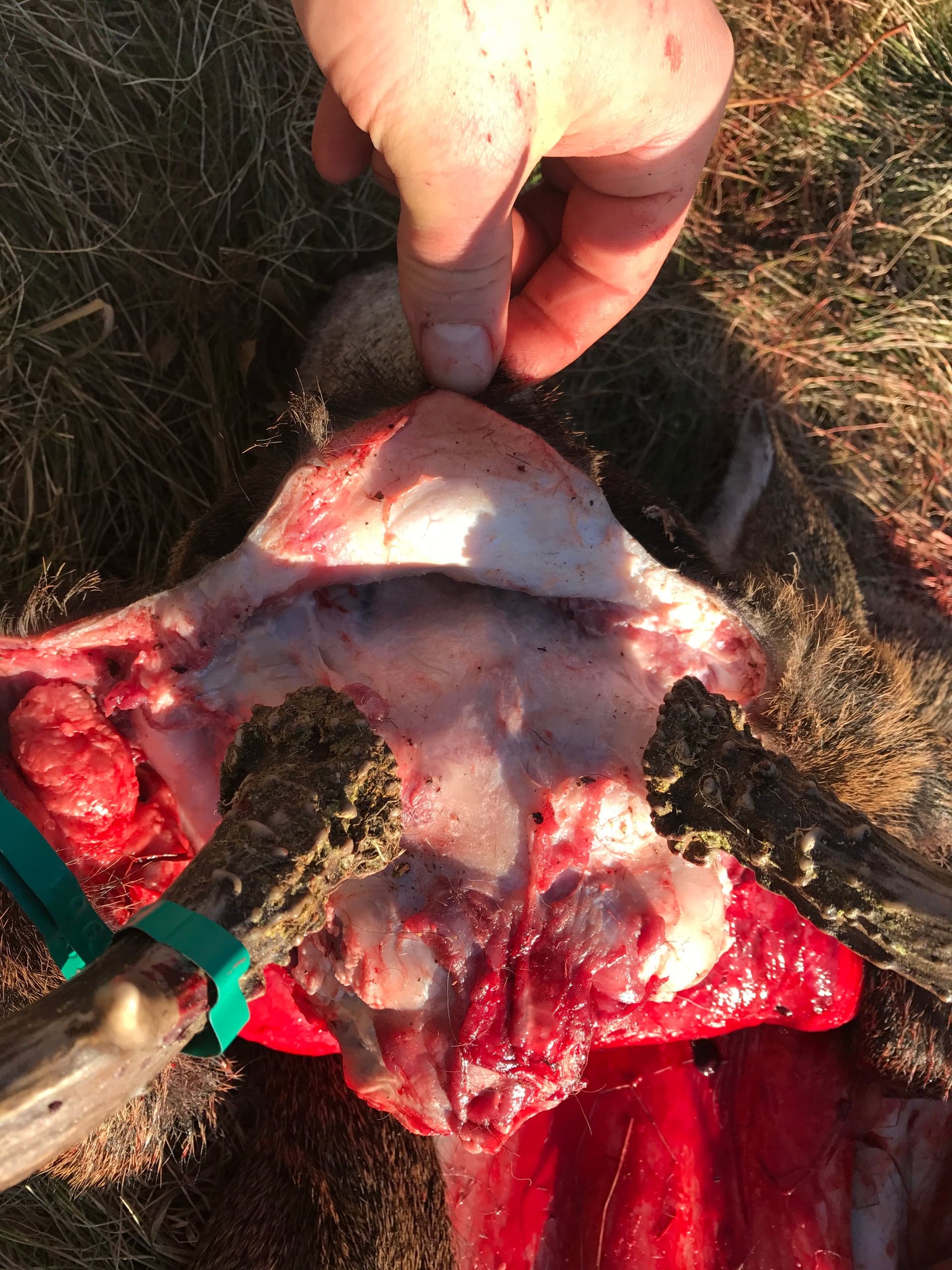 Close-up of a deer head with the skin peeled back from the skull, exposing the antler bases (burrs) and pink/white tissue between them; dry grass surrounds the carcass.