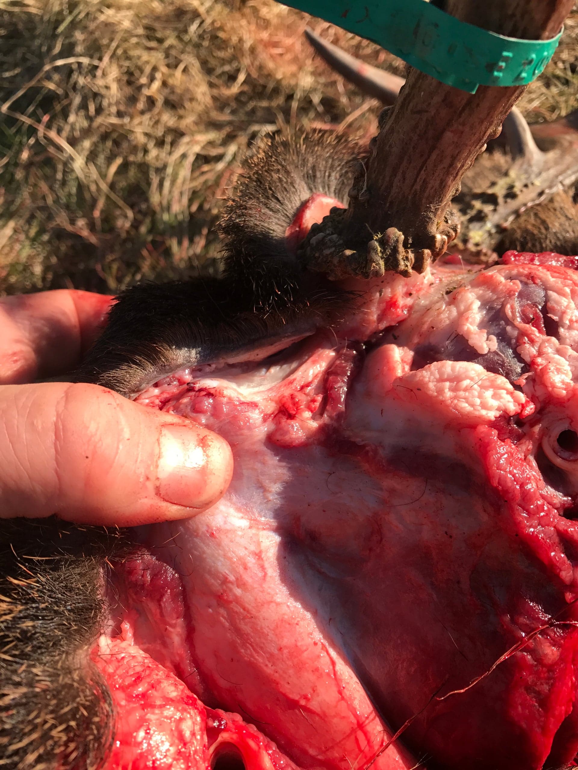 Close-up of a deer head being skinned, showing a hand pulling back the cape near the antler base to expose the ear butt and ear canal opening, with raw red flesh visible.