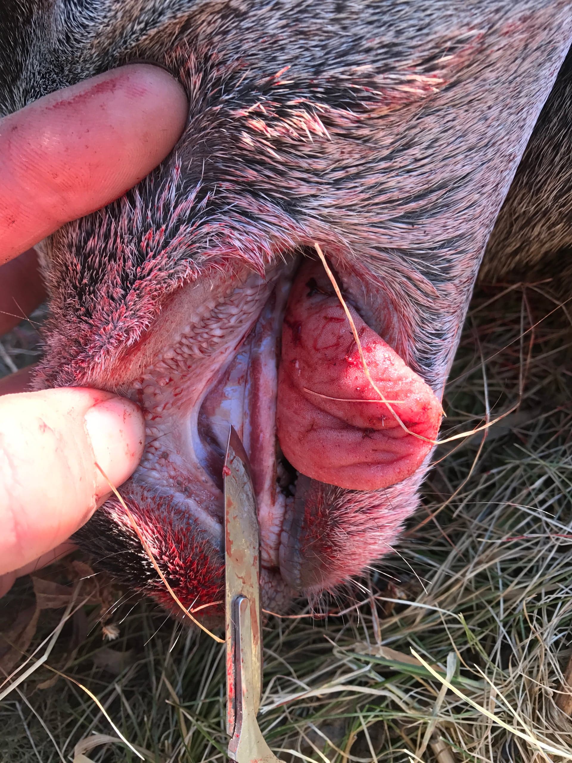 Close-up of an animal's mouth held open by a hand, with a scalpel cutting along the lip line near the teeth and gum pad; gray hair around the muzzle and dry grass in the background.