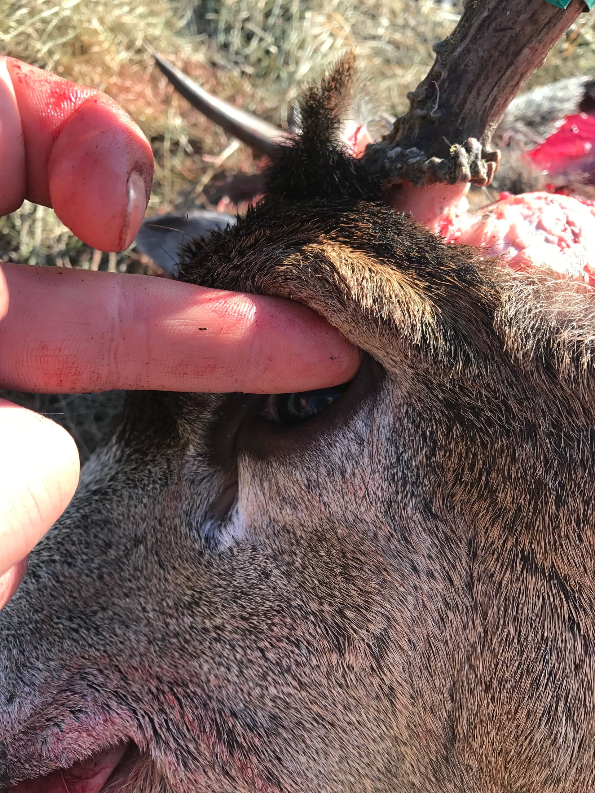 Two side-by-side photos. Left: a fingertip presses against the closed eyelid of a deer head, indicating the location of the eye through the hide. Right: from the underside of the cape, a finger pokes through the bony eye socket of the partially skinned skull, with red muscle tissue and white connective tissue visible around the orbit.