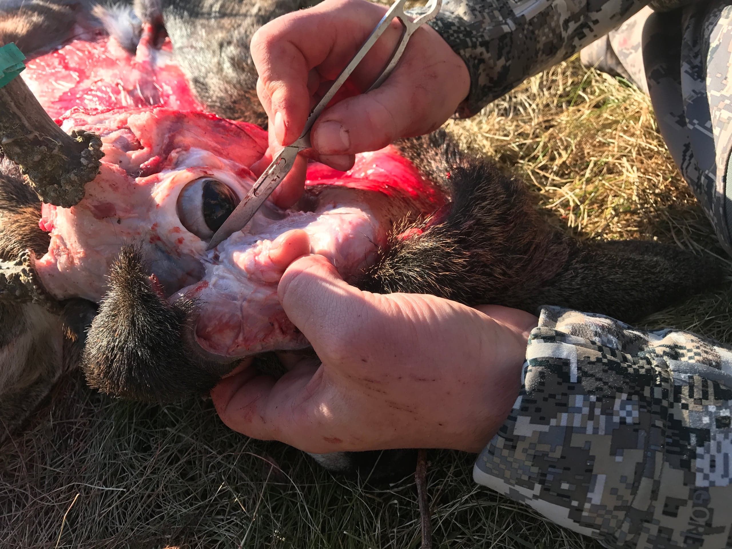 Close-up of a deer head on the ground with the cape pulled back, exposing the eye socket; one hand holds the skin while the other uses scissors to cut around the pre-orbital gland area below the eye. A camouflage sleeve is visible.
