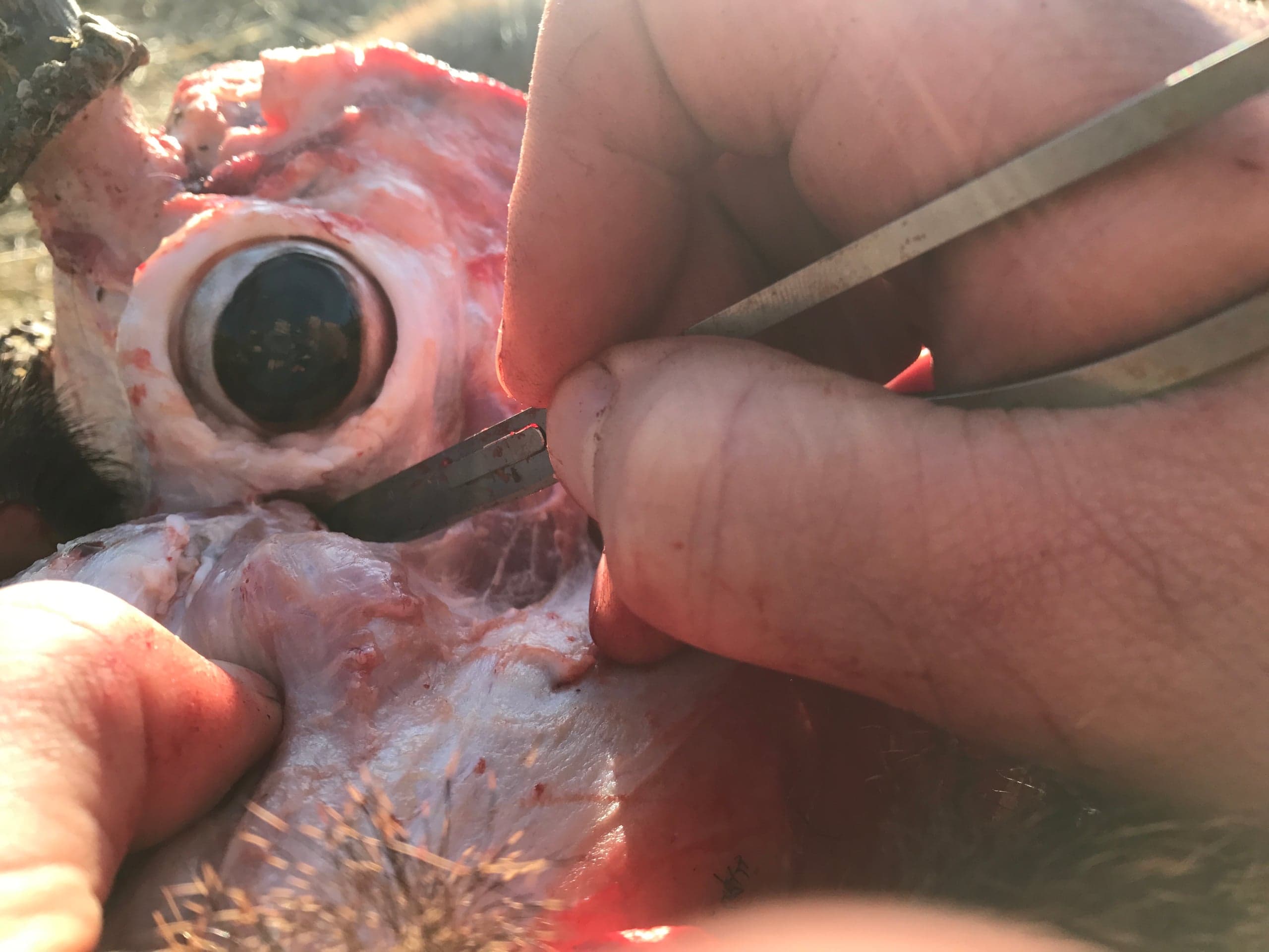 Close-up of hands using a small knife blade to carefully separate skin and connective tissue around the exposed eye of a caped animal skull, with the eyeball intact in the socket.