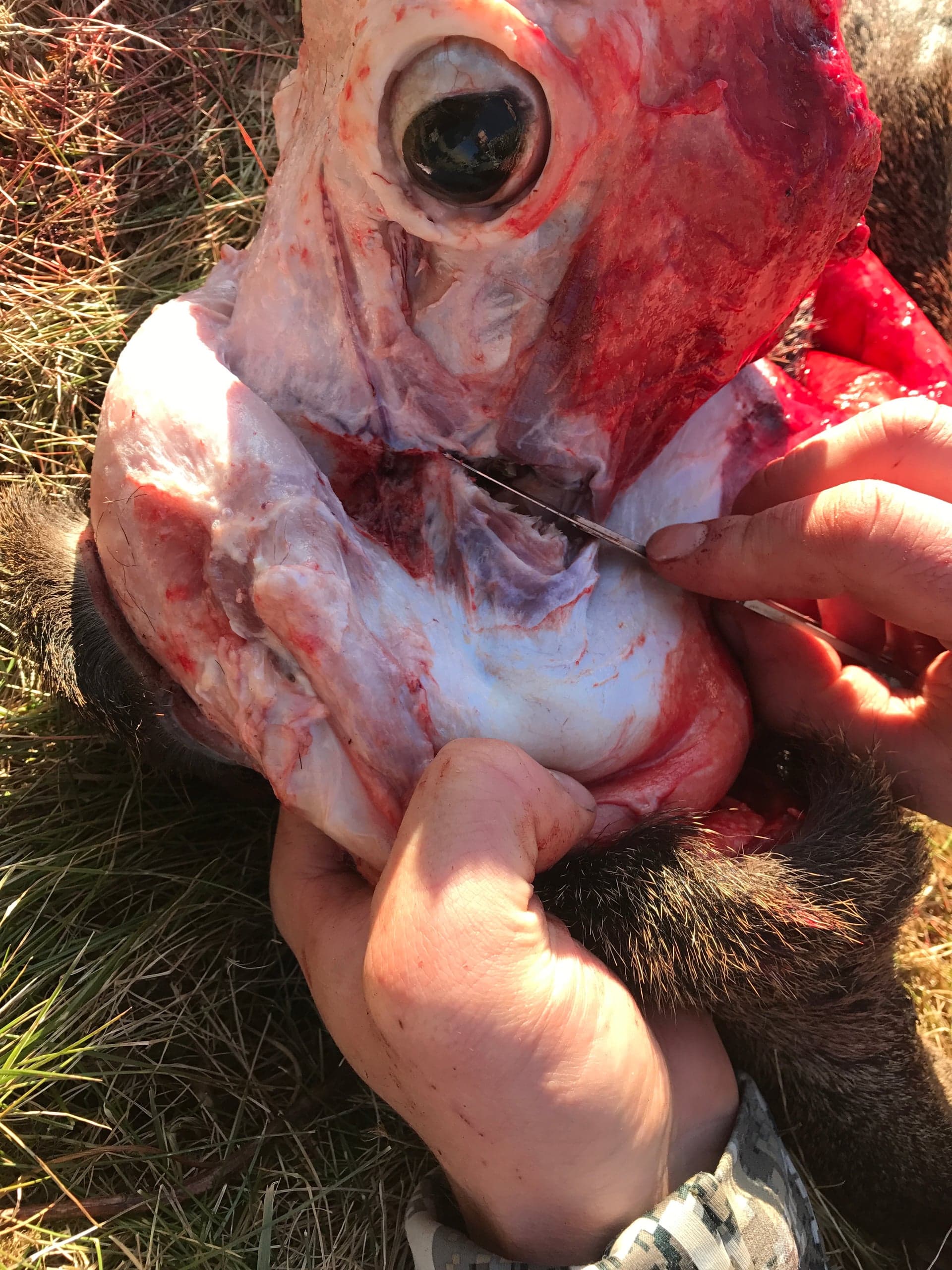 Close-up of a partially skinned deer head on grass, showing the exposed eye socket area and white connective tissue around the muzzle; one hand grips the cape while the other uses a knife to cut along the lower jaw.