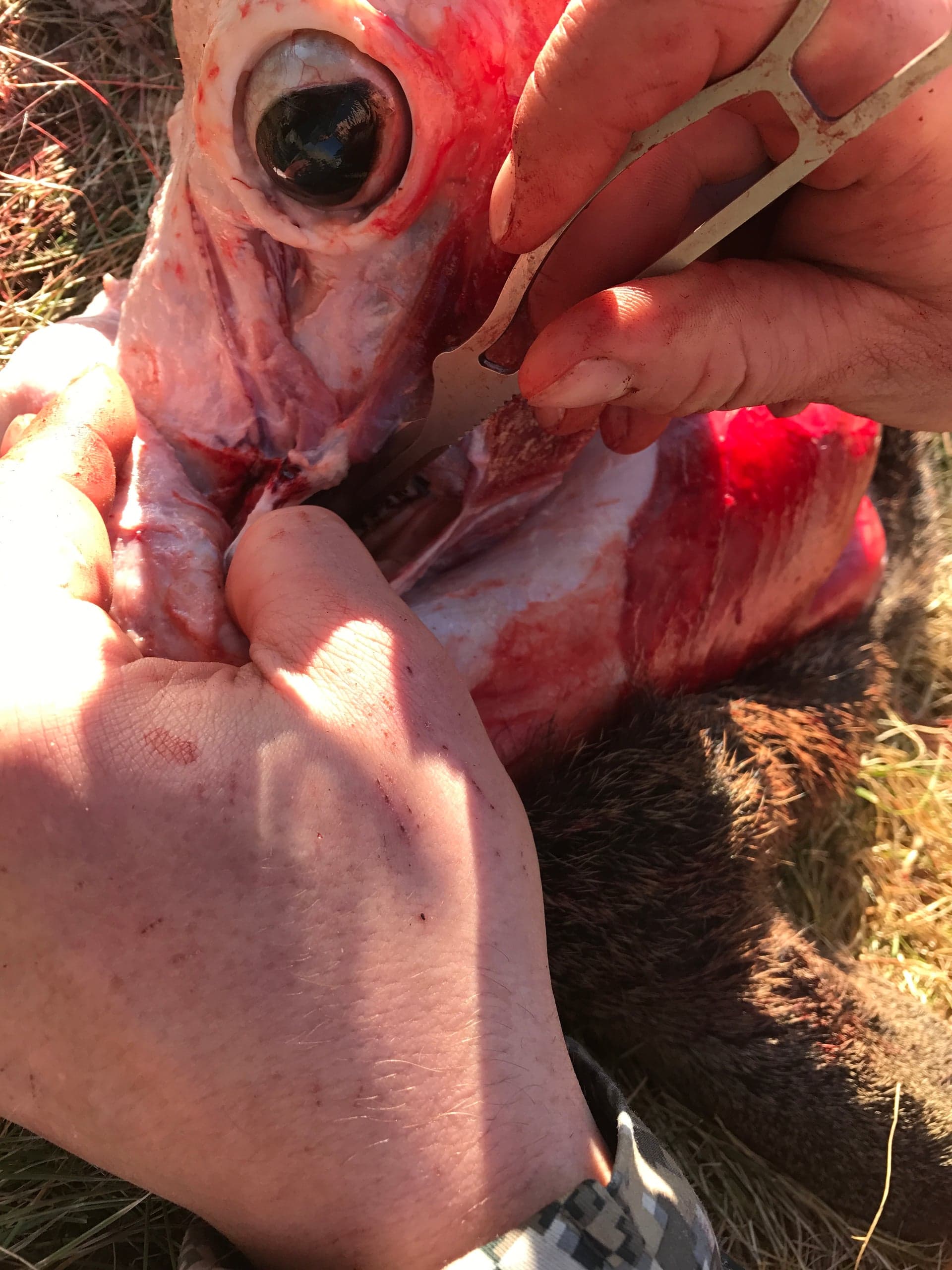 Close-up of hands using a small skinning blade to cut carefully around the exposed eyeball of a caped animal, with the eye membrane and surrounding tissue visible.