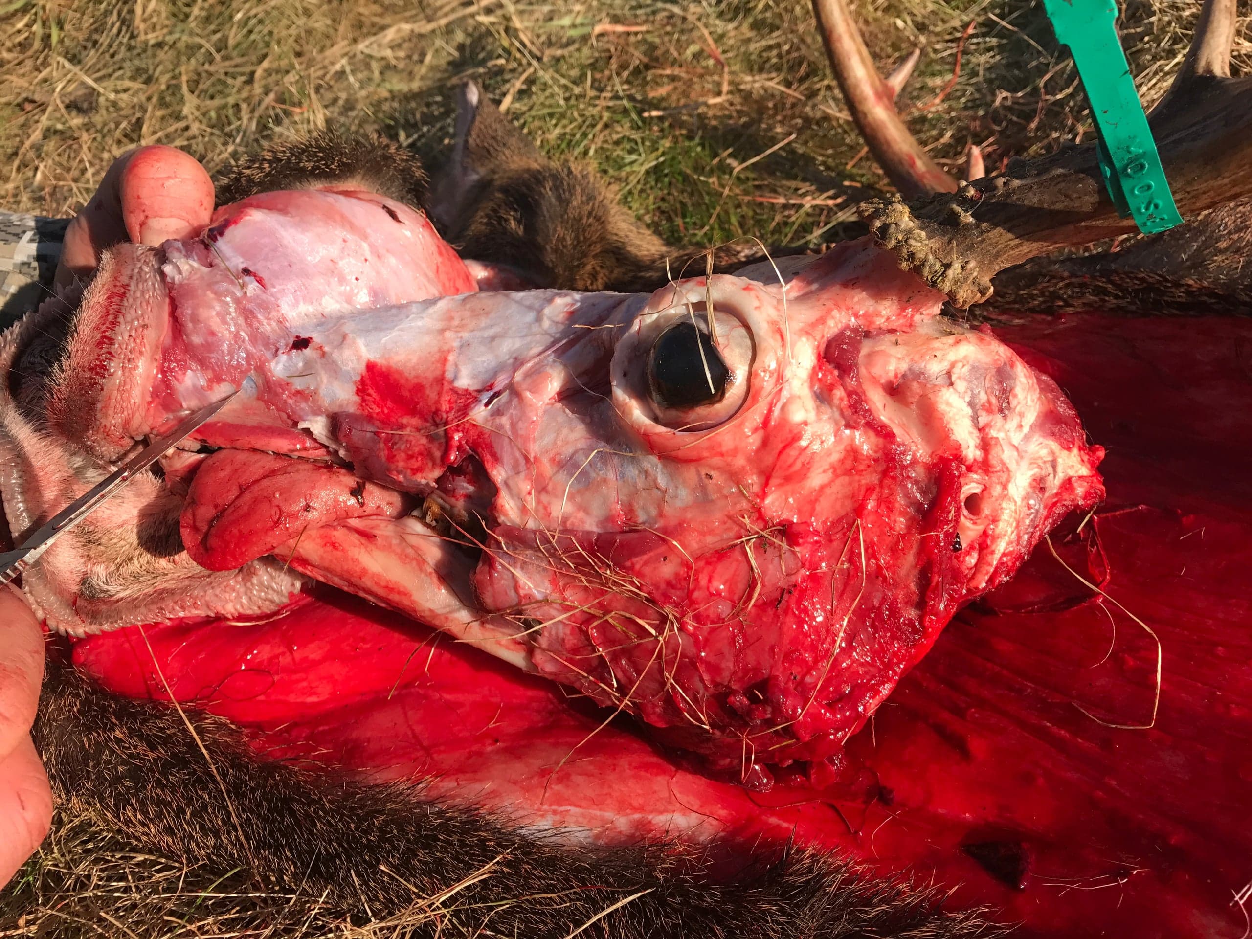 Close-up of a partially skinned deer/moose head lying on a blood-soaked surface; the hide has been peeled back exposing white connective tissue around the skull, the eye socket with the eyeball still in place, and the tongue protruding from the jaw. A knife blade is visible at the lower jaw making a cut, a hand steadies the head at upper left, and a green tag (partially reading "MOOSE") hangs from an antler at the upper right.