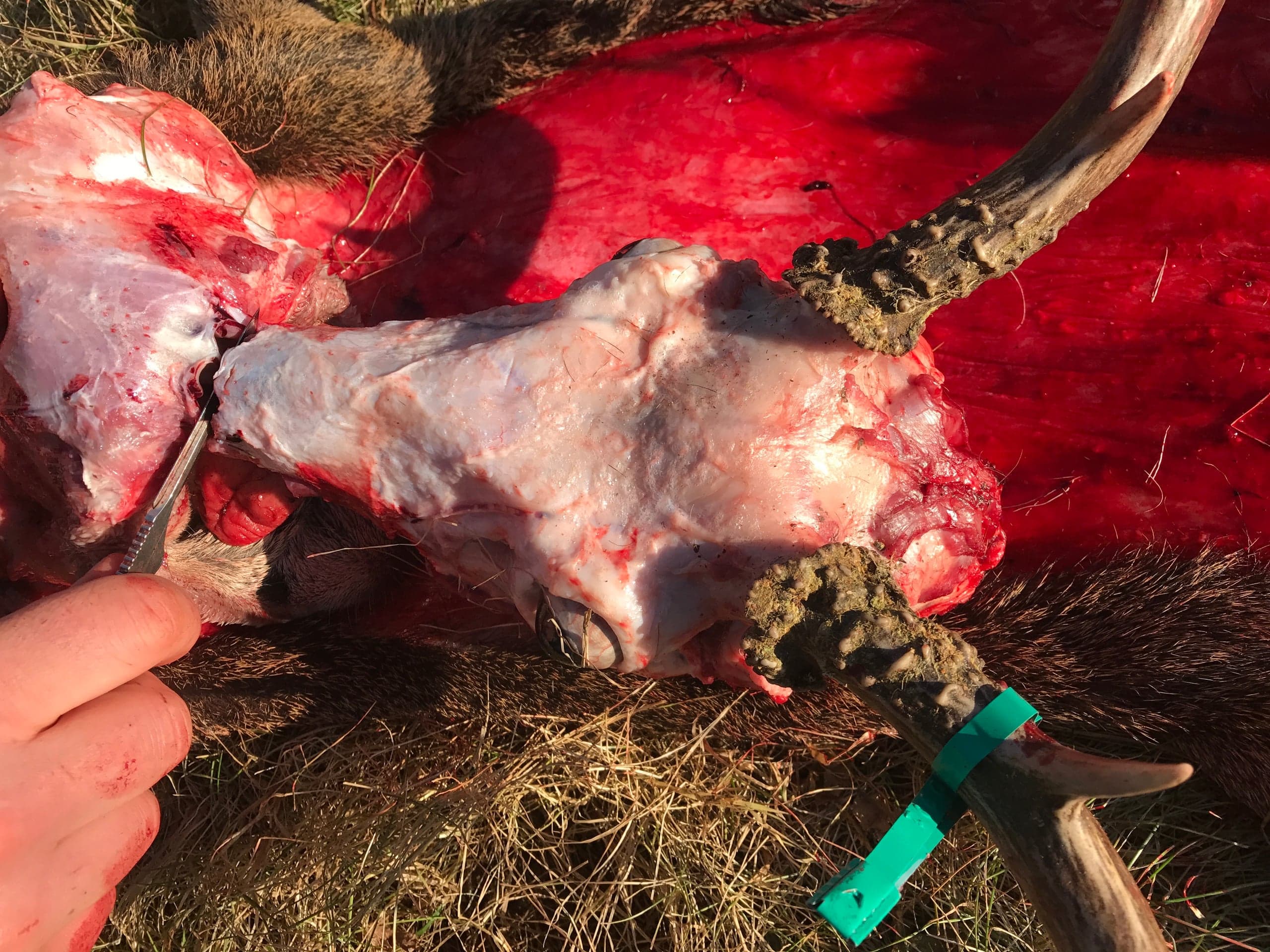 Close-up of a skinned deer skull on a red surface, with exposed white skull bone, antler bases still attached, and a hand holding a scalpel cutting near the antler pedicle; a green tag is visible on the antler tine.