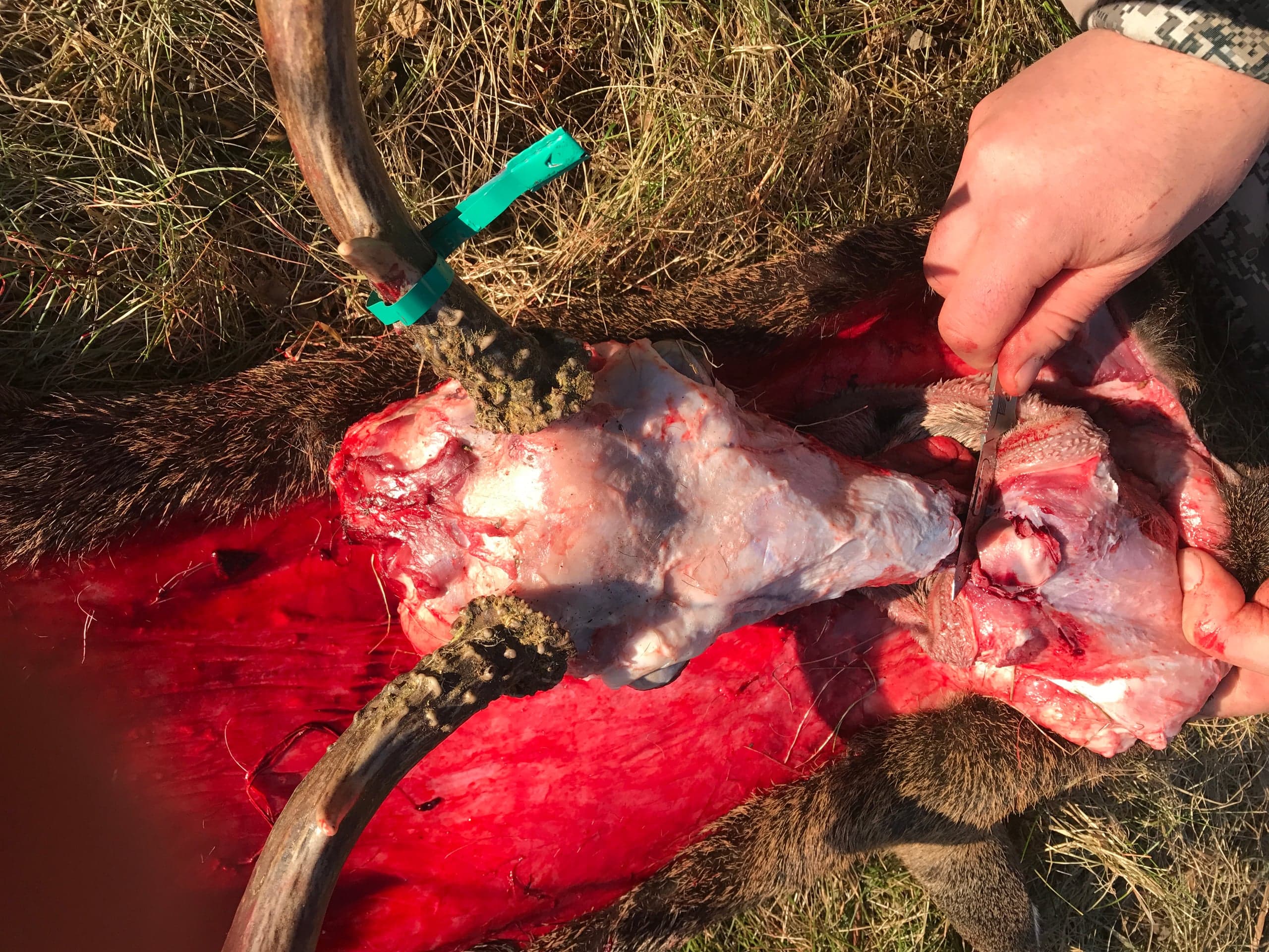 Overhead view of a deer/elk head being skinned, showing exposed white skull cap and forehead with bloody tissue, one antler base wrapped in a green tag visible at upper left, hands on the right using a knife to separate the cape from the skull over grass.